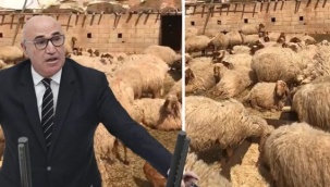 Bu da oldu: “Adana’da 17 koyun gözaltına alındı”