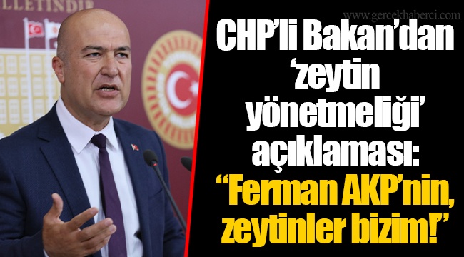CHP’li Bakan’dan ‘zeytin yönetmeliği’ açıklaması: “Ferman AKP’nin, zeytinler bizim!”
