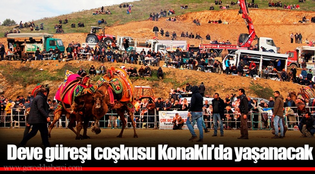 Deve güreşi coşkusu Konaklı’da yaşanacak 