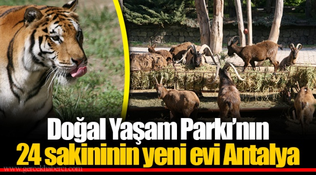 Doğal Yaşam Parkı’nın 24 sakininin yeni evi Antalya
