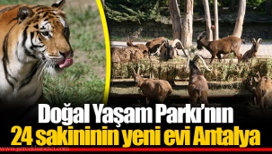 Doğal Yaşam Parkı’nın 24 sakininin yeni evi Antalya