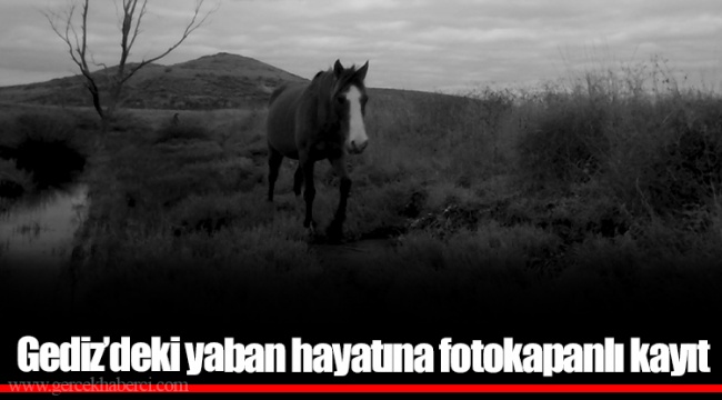 Gediz’deki yaban hayatına fotokapanlı kayıt