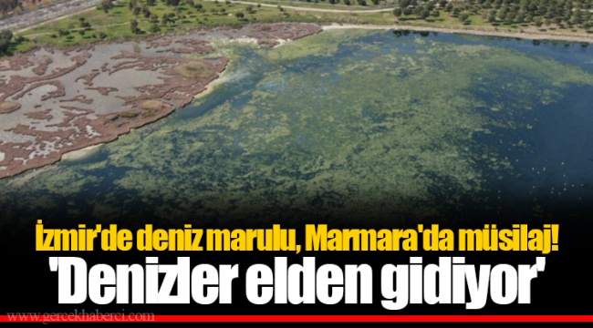 İzmir&#039;de deniz marulu, Marmara&#039;da müsilaj! &#039;Denizler elden gidiyor&#039;