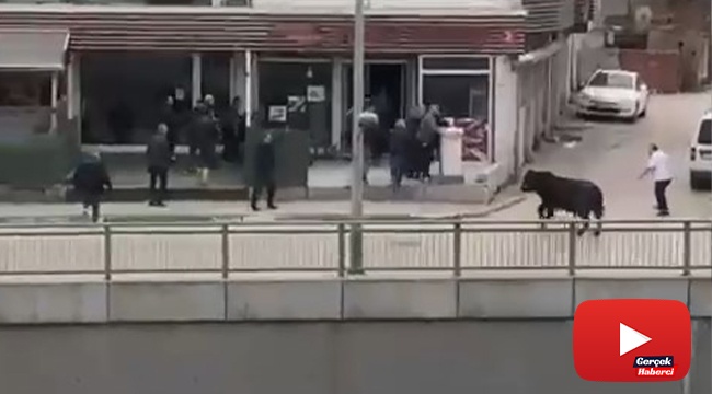 Kızgın boğa İspanyol arenasını aratmadı