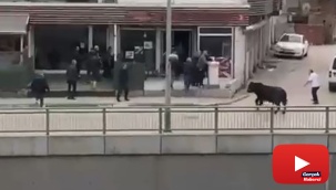 Kızgın boğa İspanyol arenasını aratmadı