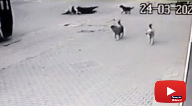 Köpeklerin saldırısından kaçarken aracın altında kalıyorlardı