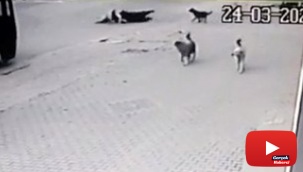 Köpeklerin saldırısından kaçarken aracın altında kalıyorlardı