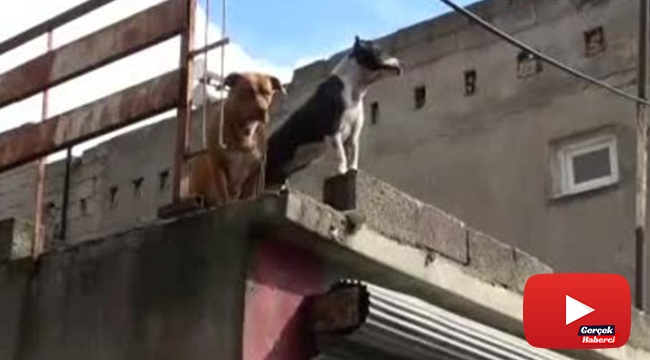 Pitbullu torbacı bonzai yakalatınca çocuk gibi ağladı