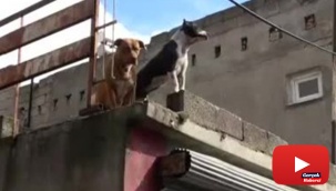 Pitbullu torbacı bonzai yakalatınca çocuk gibi ağladı