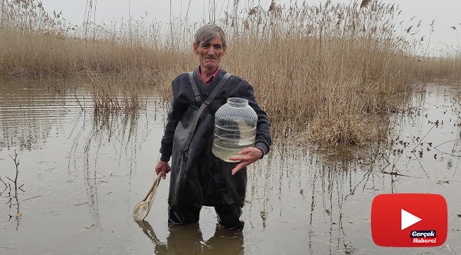 Şifalı sülük avcısı buz gibi suyun içinde saatlerce sülük arıyor