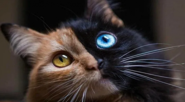 Uluslararası Kedi Federasyonu'ndan Rus kedilerine 'yaptırım' kararı