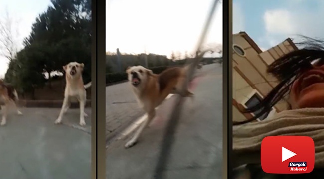 Üniversite kampüsünde başıboş köpek dehşeti