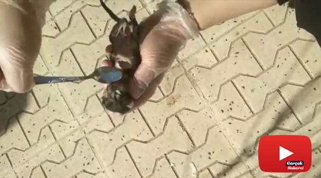Yürekleri ısıtan görüntü: Yavru kedi kalp masajı ile hayata döndü