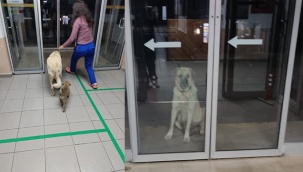 Anne yüreği...Yavrusunun peşini bırakmadı hastanede böyle kavuştu