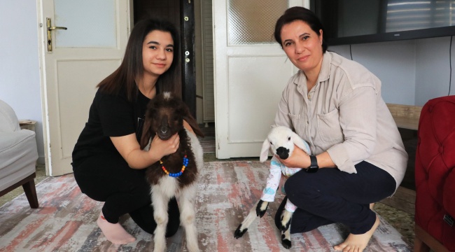 Anneleri ölmüş kuzulara evinde bebek gibi bakıyor