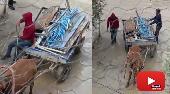 At arabasıyla gelip ellerini kollarını sallayarak hırsızlık yaptılar