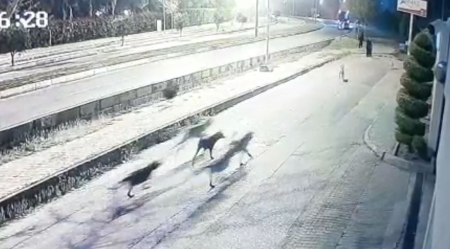 Aynı yerde 10'u geçkin köpeğin bebek arabalı aile ve vatandaşlara kabus yaşattığı anlar kamerada