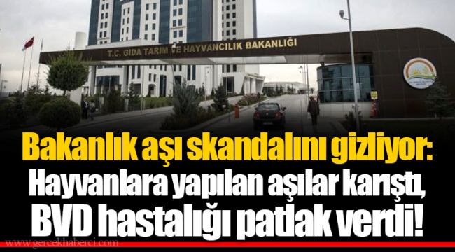 Bakanlık aşı skandalını gizliyor: Hayvanlara yapılan aşılar karıştı, BVD hastalığı patlak verdi!