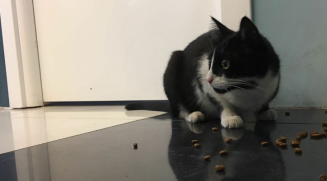 Bakanlıktan yeni karar: Kedi ve köpek satışı yasaklandı, ‘süs hayvanı’ ibaresi kaldırıldı