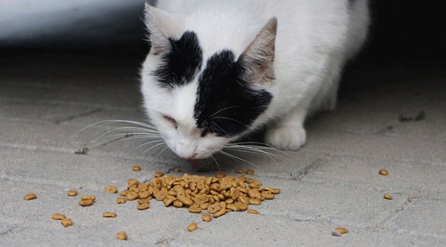 CHP'den kanun teklifi: Kedi ve köpek mamalarındaki KDV yüzde 1'e düşürülsün