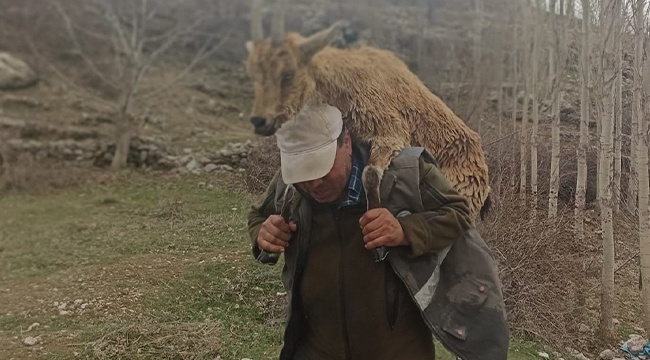 Hasta yaban keçisini 2 kilometre sırtında taşıdı