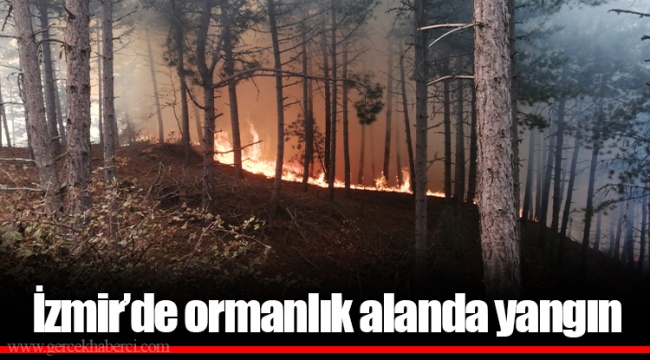 İzmir’de ormanlık alanda yangın