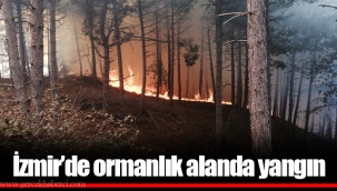 İzmir’de ormanlık alanda yangın