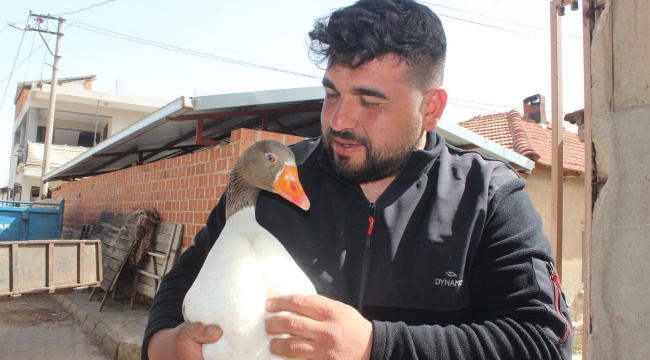 Kesmek için aldığı kaz, can dostu oldu