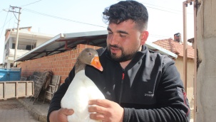 Kesmek için aldığı kaz, can dostu oldu