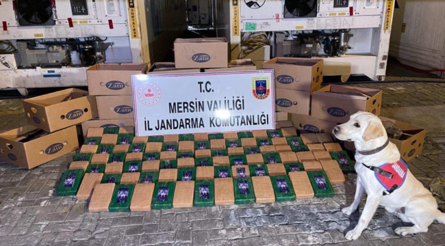 Soylu: Mersin Limanı'nda 258 kilogram kokain yakalandı