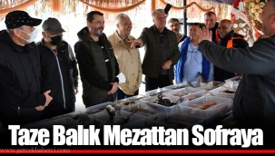 Taze Balık Mezattan Sofraya