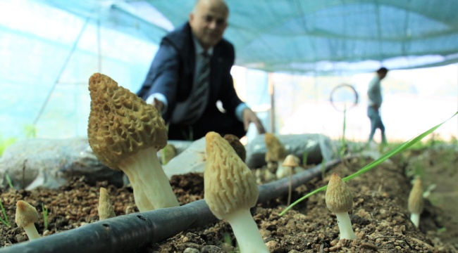 Tazesinin kilosu 400, kurusu 3 bin TL... Türkiye’de ilk defa üretimi yapıldı
