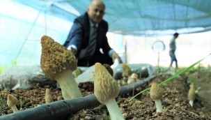Tazesinin kilosu 400, kurusu 3 bin TL... Türkiye’de ilk defa üretimi yapıldı