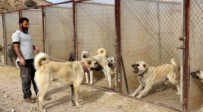 Uzman köpek yetiştiricisi uyardı, sokak köpekleri hayati risk oluşturuyor