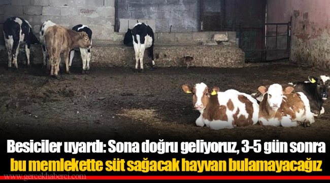 Besiciler uyardı: Sona doğru geliyoruz, 3-5 gün sonra bu memlekette süt sağacak hayvan bulamayacağız