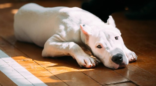 Danıştay'dan "tehlikeli köpek cinsi" kararı