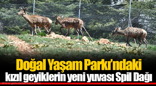 Doğal Yaşam Parkı’ndaki kızıl geyiklerin yeni yuvası Spil Dağı