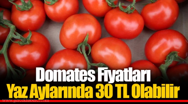 Domates Fiyatları Yaz Aylarında 30 TL Olabilir