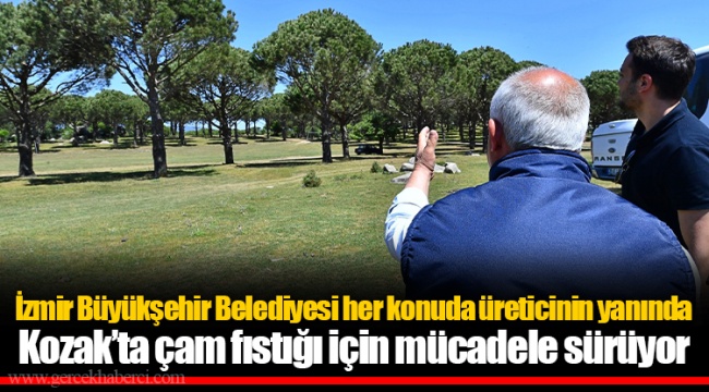 İzmir Büyükşehir Belediyesi her konuda üreticinin yanında Kozak’ta çam fıstığı için mücadele sürüyor