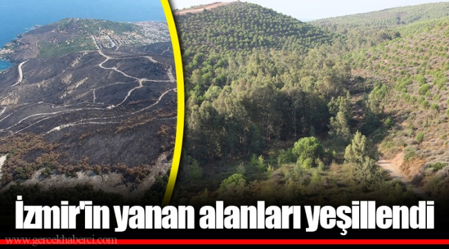 İzmir'in yanan alanları yeşillendi