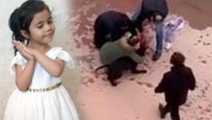 Pitbul vahşetinde tutuklu sanıkların hapsi tahliye edildi!