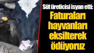 Süt üreticisi isyan etti: Faturaları hayvanları eksilterek ödüyoruz