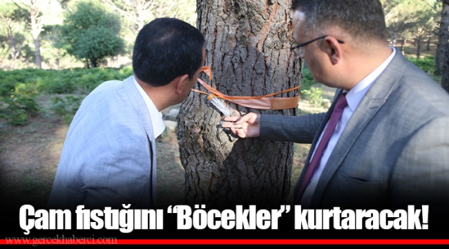 Çam fıstığını “Böcekler” kurtaracak!