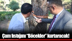 Çam fıstığını “Böcekler” kurtaracak!