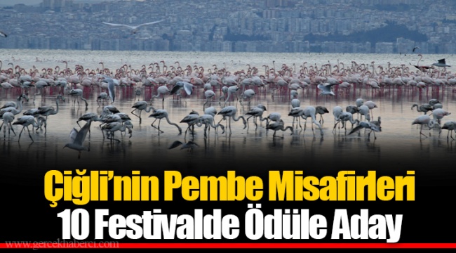 Çiğli’nin Pembe Misafirleri 10 Festivalde Ödüle Aday