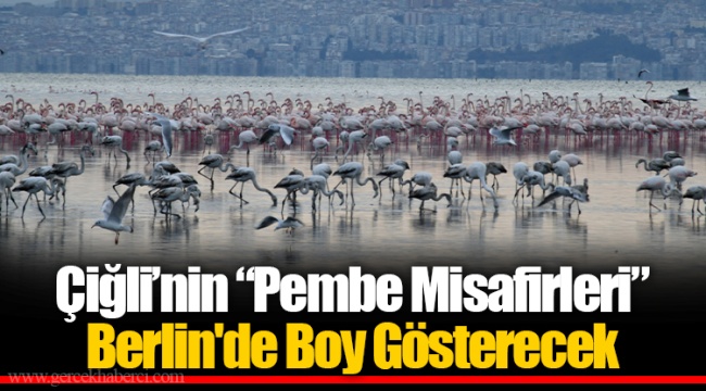 Çiğli’nin “Pembe Misafirleri” Berlin'de Boy Gösterecek