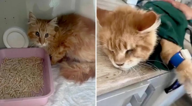 Rusya'da bir evdeki 20 kedi, ölen sahiplerini yedi