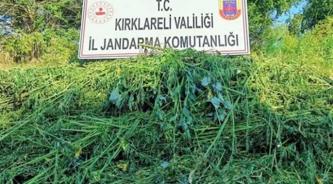 1 milyondan fazla kök kenevir ele geçirildi: 32 gözaltı