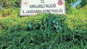 1 milyondan fazla kök kenevir ele geçirildi: 32 gözaltı