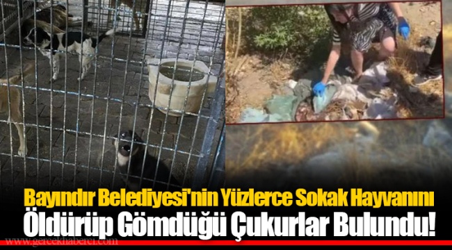 Bayındır Belediyesi'nin Yüzlerce Sokak Hayvanını Öldürüp Gömdüğü Çukurlar Bulundu!